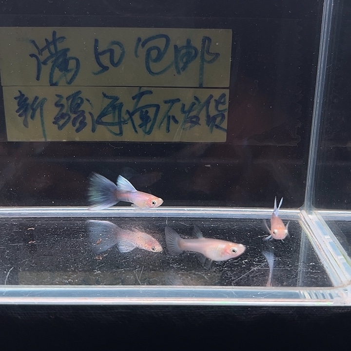 孔雀鱼拉朱莉紫尾