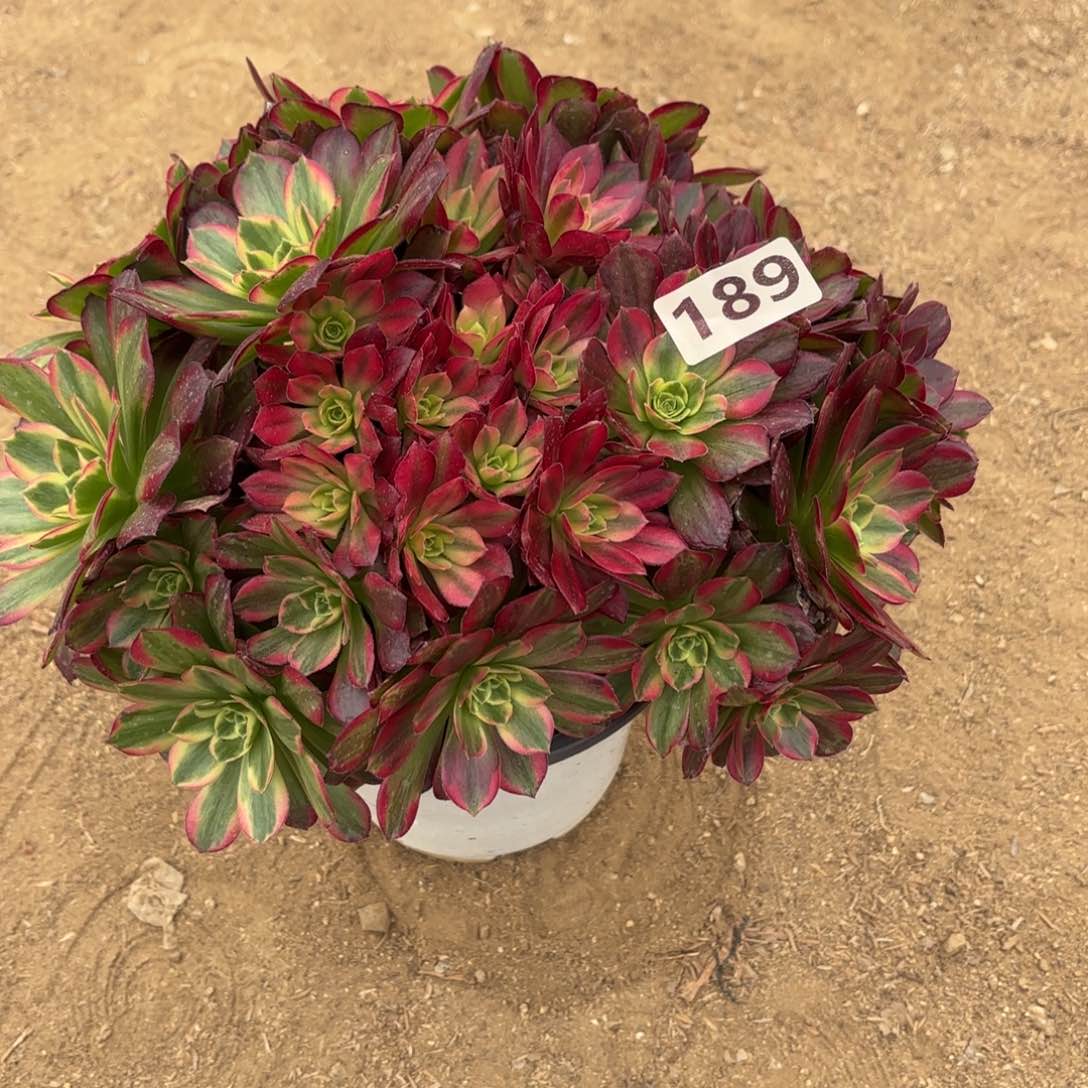 189安娜多肉不包损