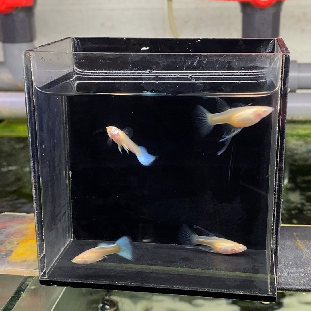 孔雀鱼蓝白特价福利2对