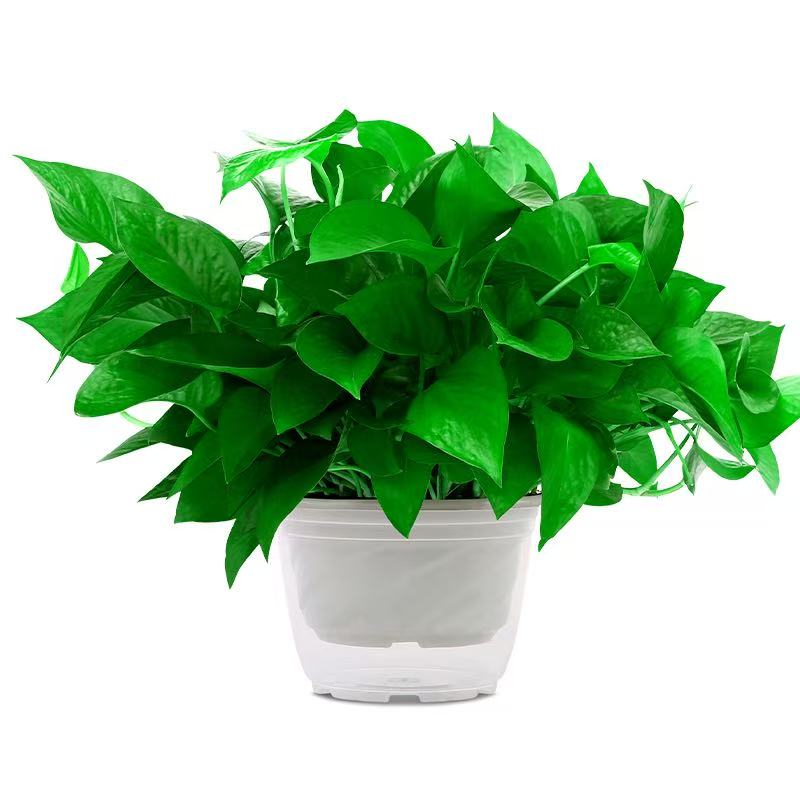 【特价抢购】绿萝盆栽室内办公室吸甲醛净化空气水培植物绿植盆栽