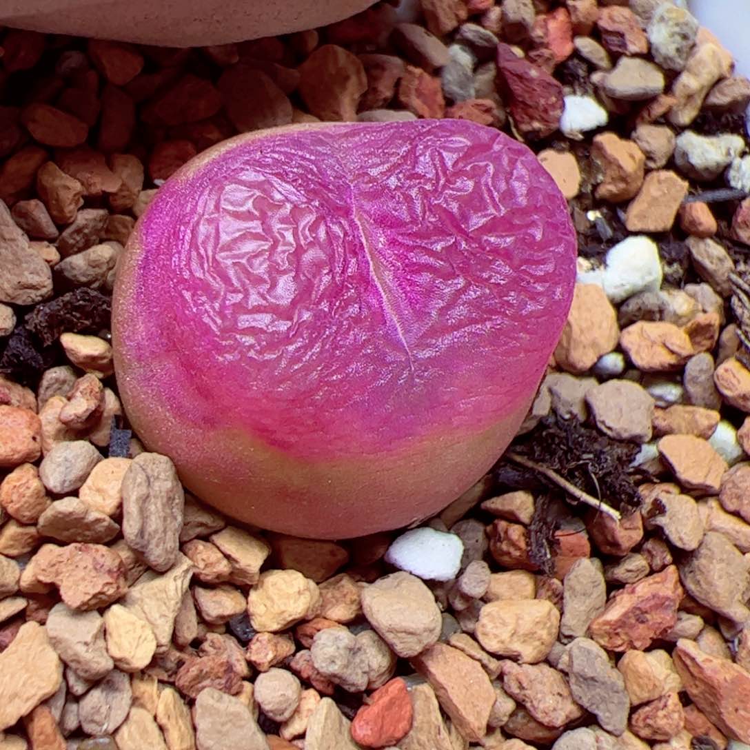 115优秀的肉肉12