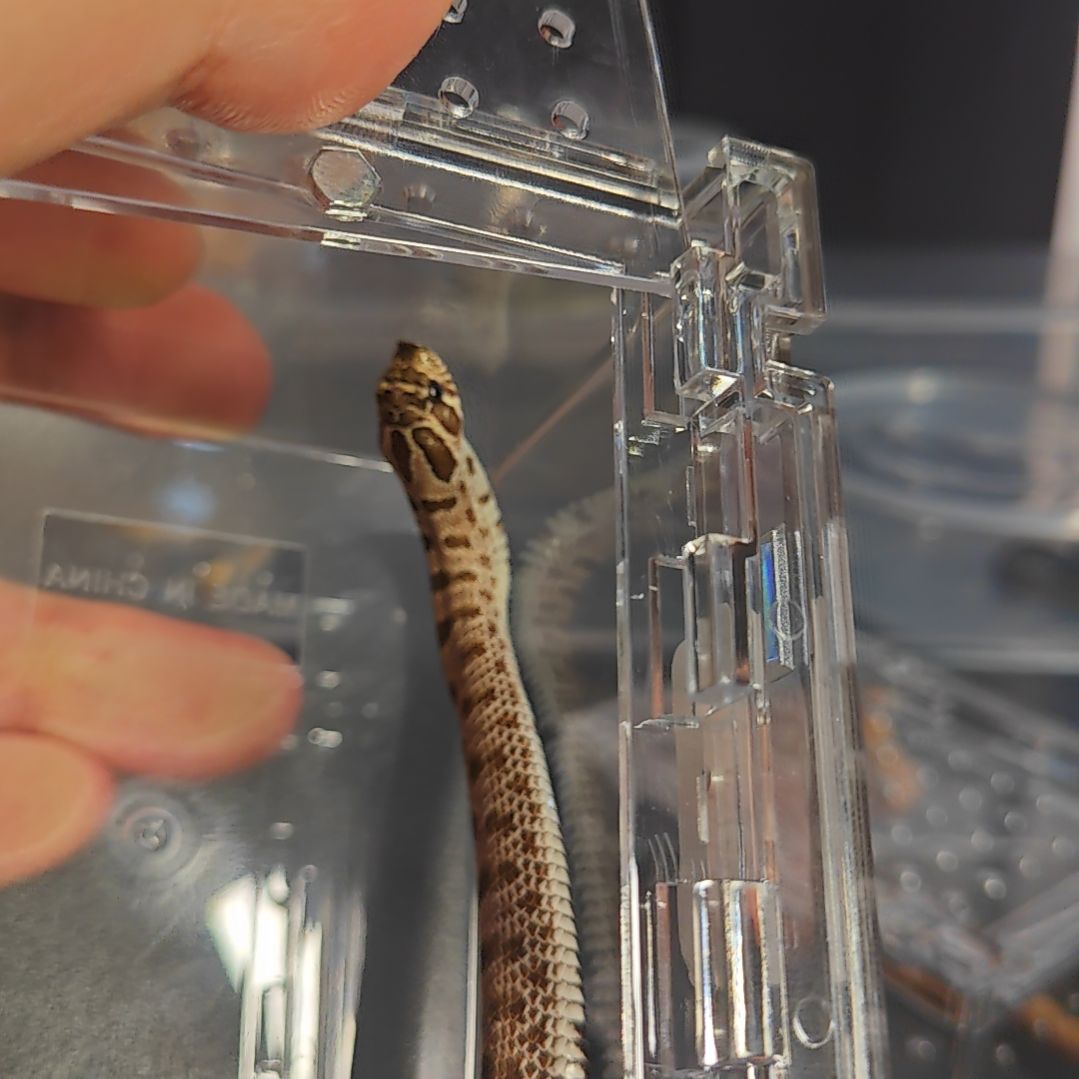 豹纹守宫北极康达