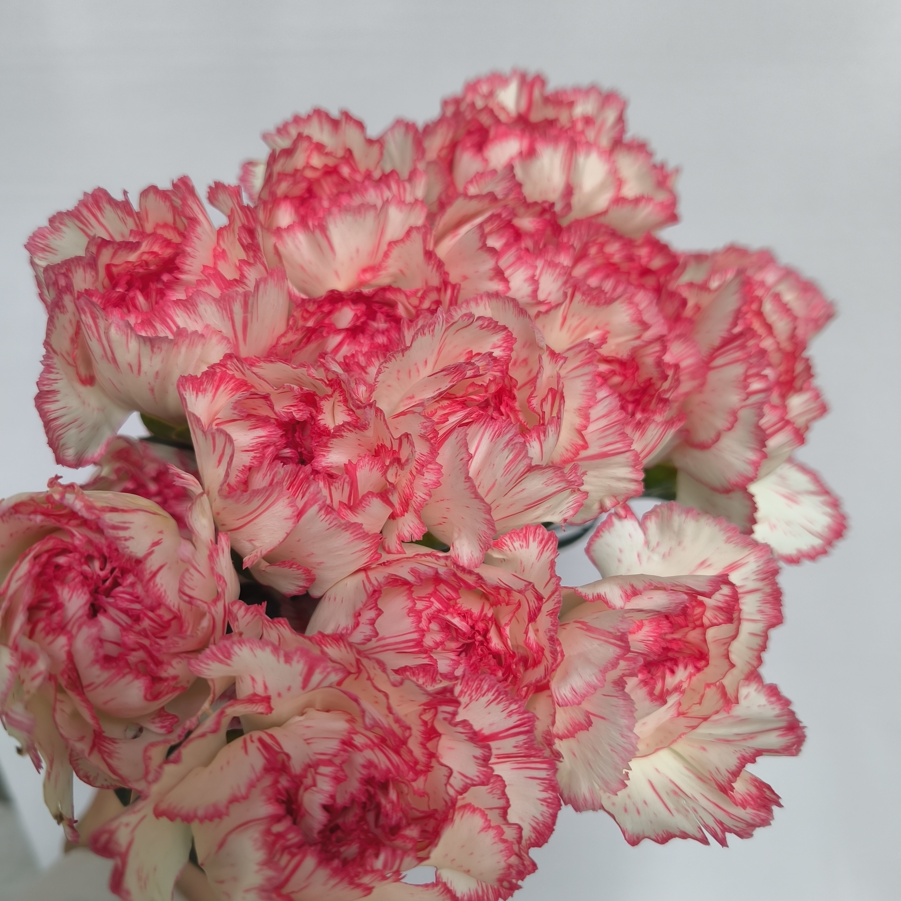 伊人单头康乃馨20支