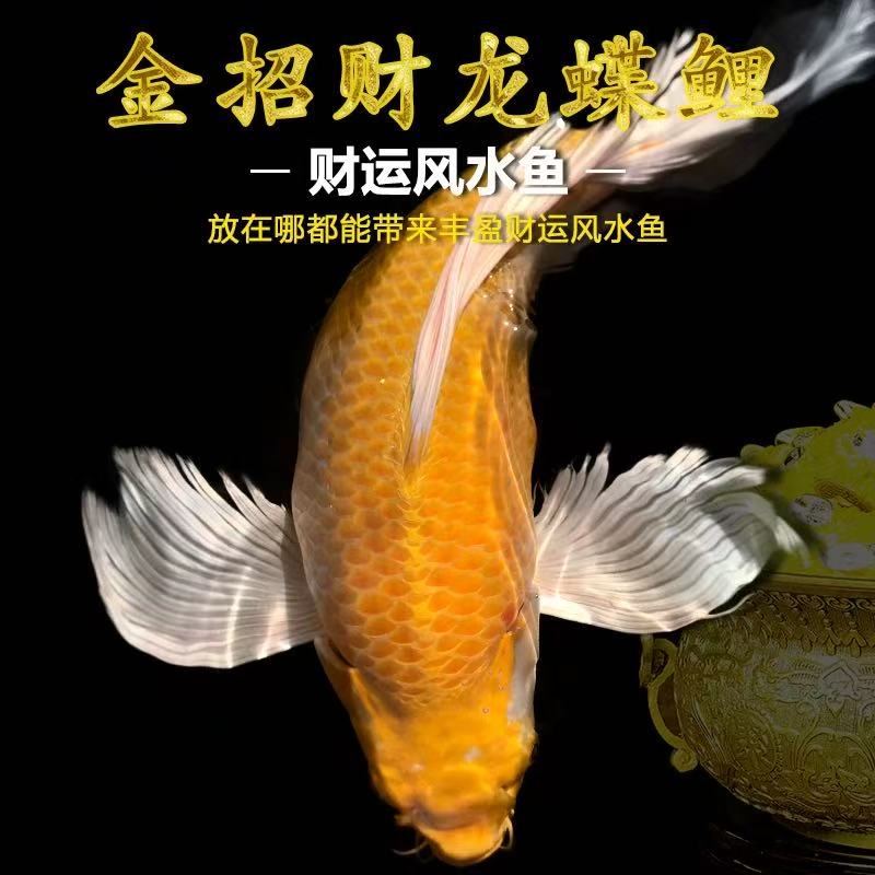 纯种台系蝴蝶鲤金黄色可混养！