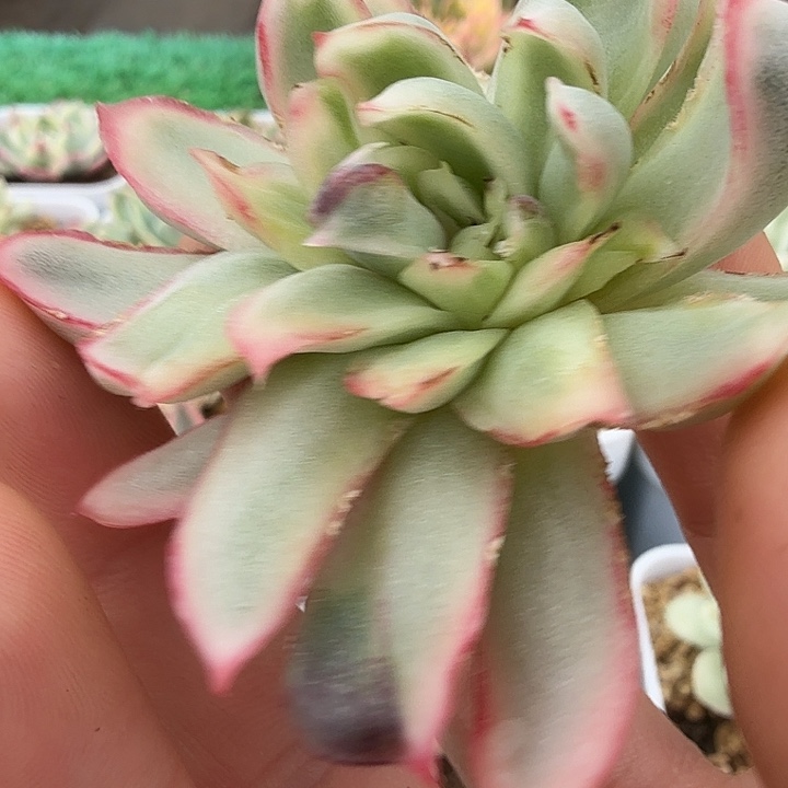 我***粿白水晶锦多肉锦植物