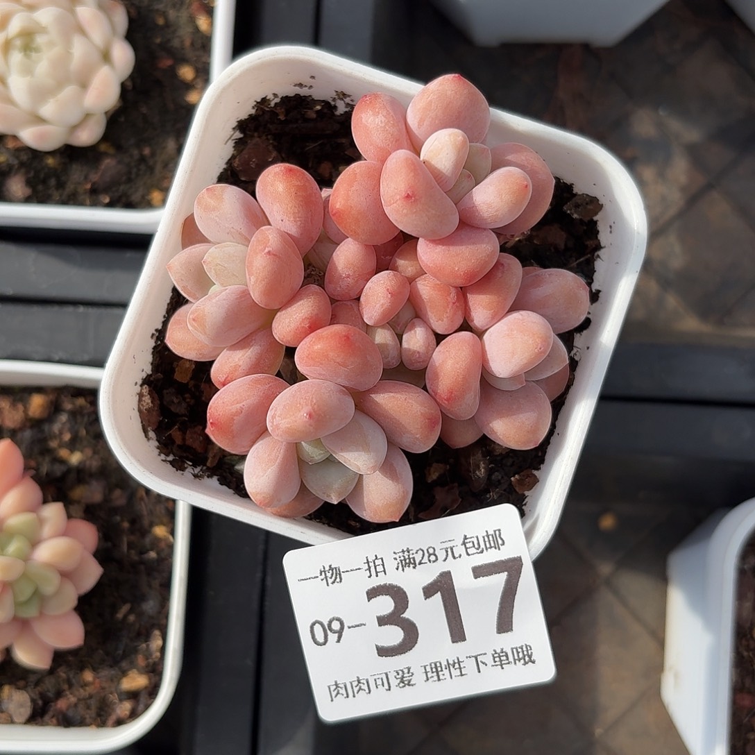 樱花洛神无盆土发货无