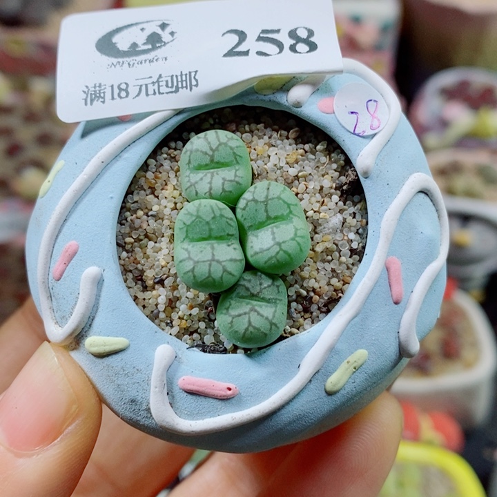 生石花花花花花花花花258
