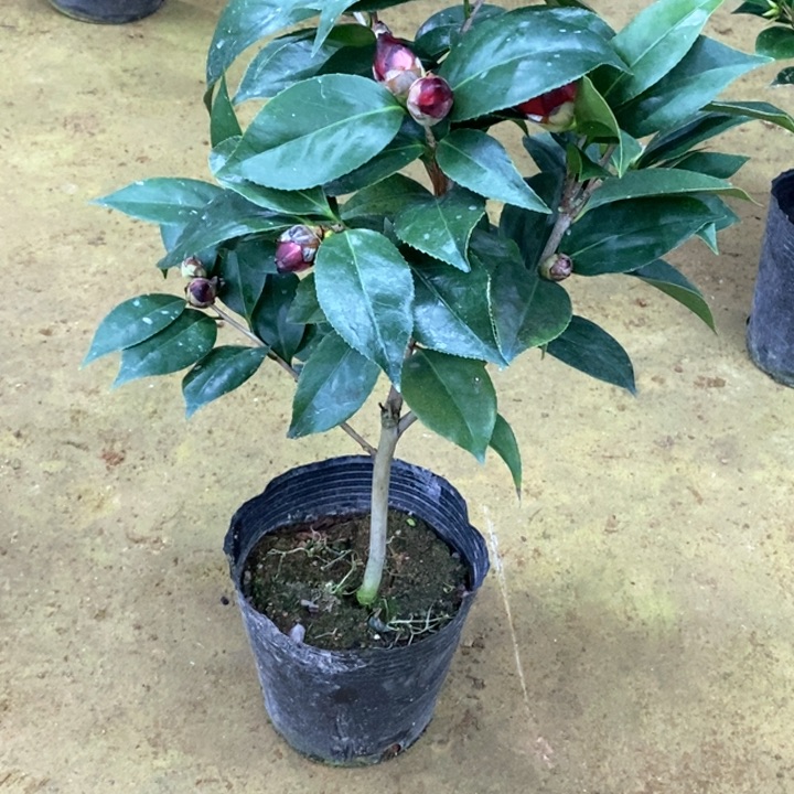 墨川      一物一拍