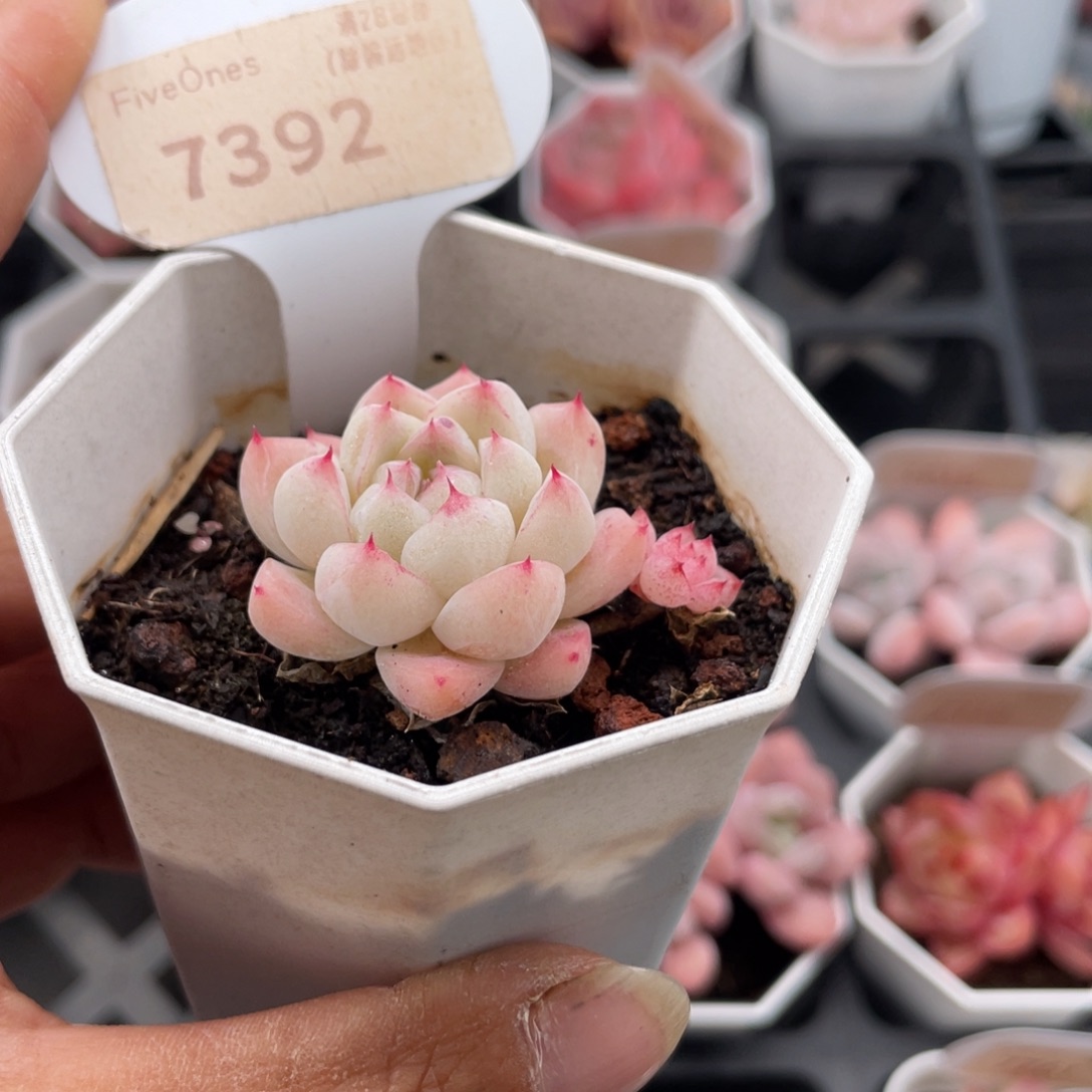 T***y如梦令7392-4.0厘米