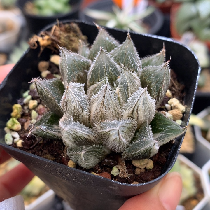 绘卷玉露，带盆一起