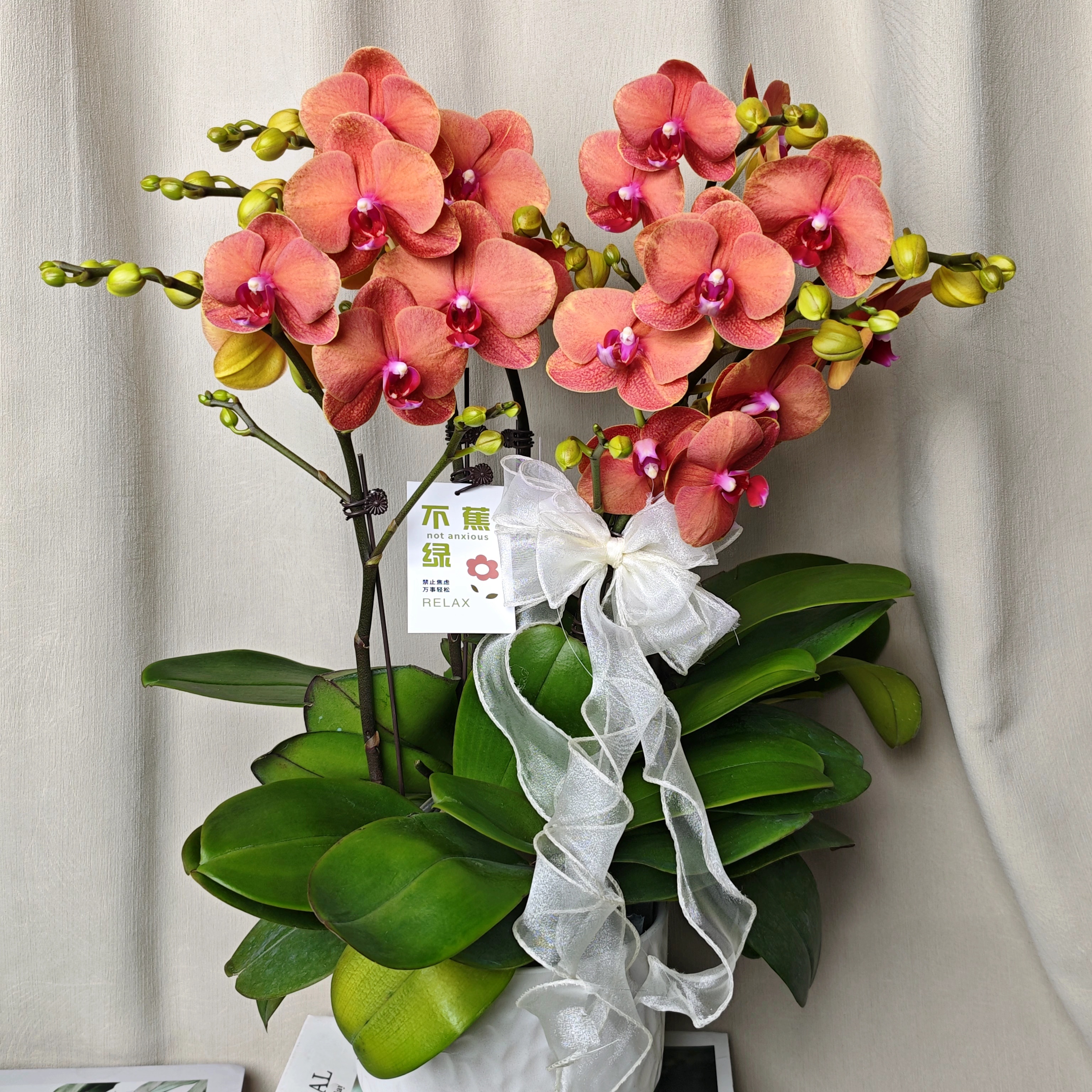 【金桔】蝴蝶兰经典年宵花  金紫色系 乔迁新婚开业送礼