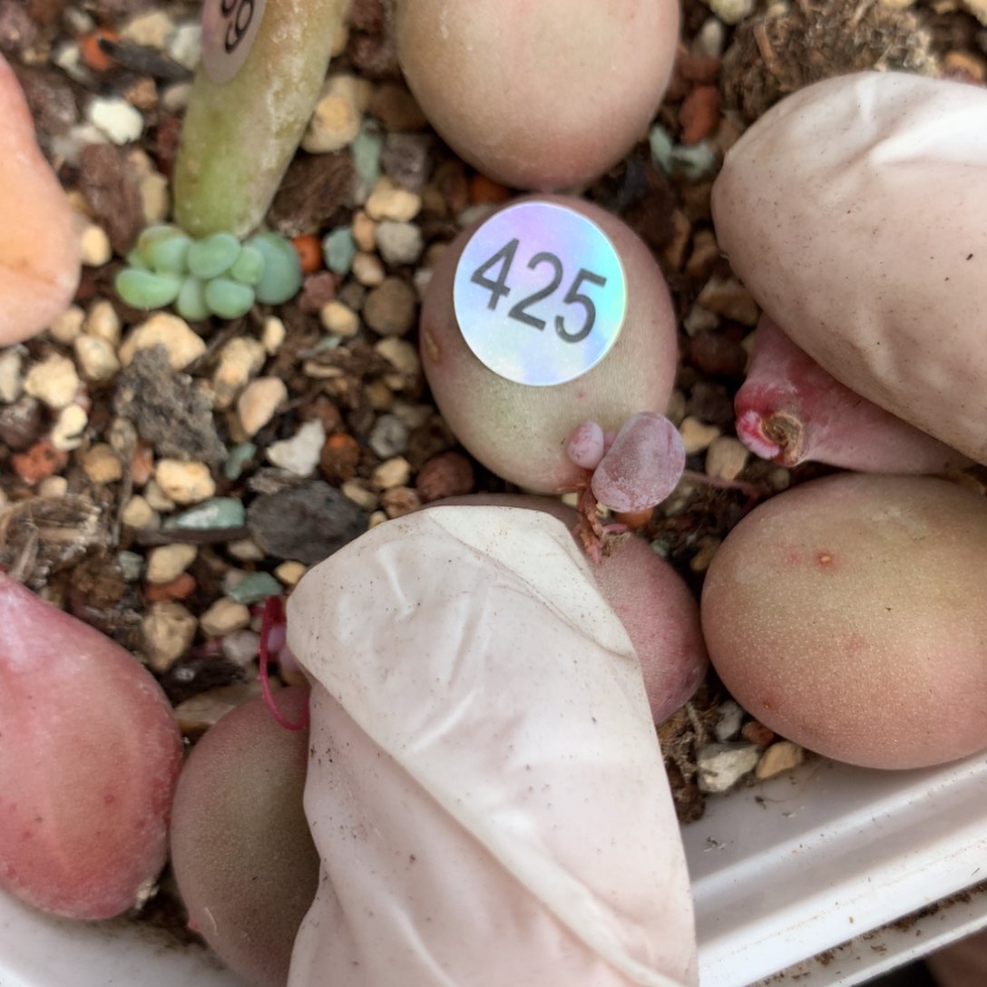 425 水光针奶酪多肉