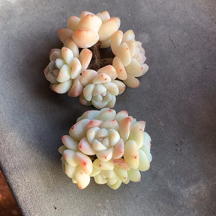 一物一拍，冰玉群两颗老庄福利