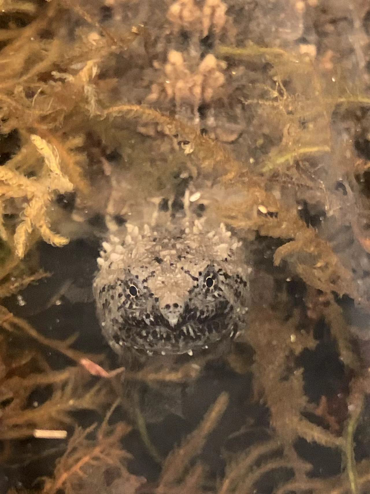 直播挑选乌龟巴西龟活体变异巴西龟鱼缸龟