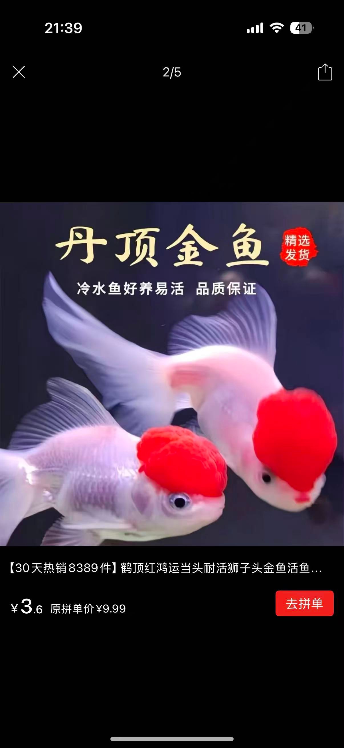 鸿运当头，丹顶红，鹤顶红，金鱼，大尺寸好看好养耐活不挑水质