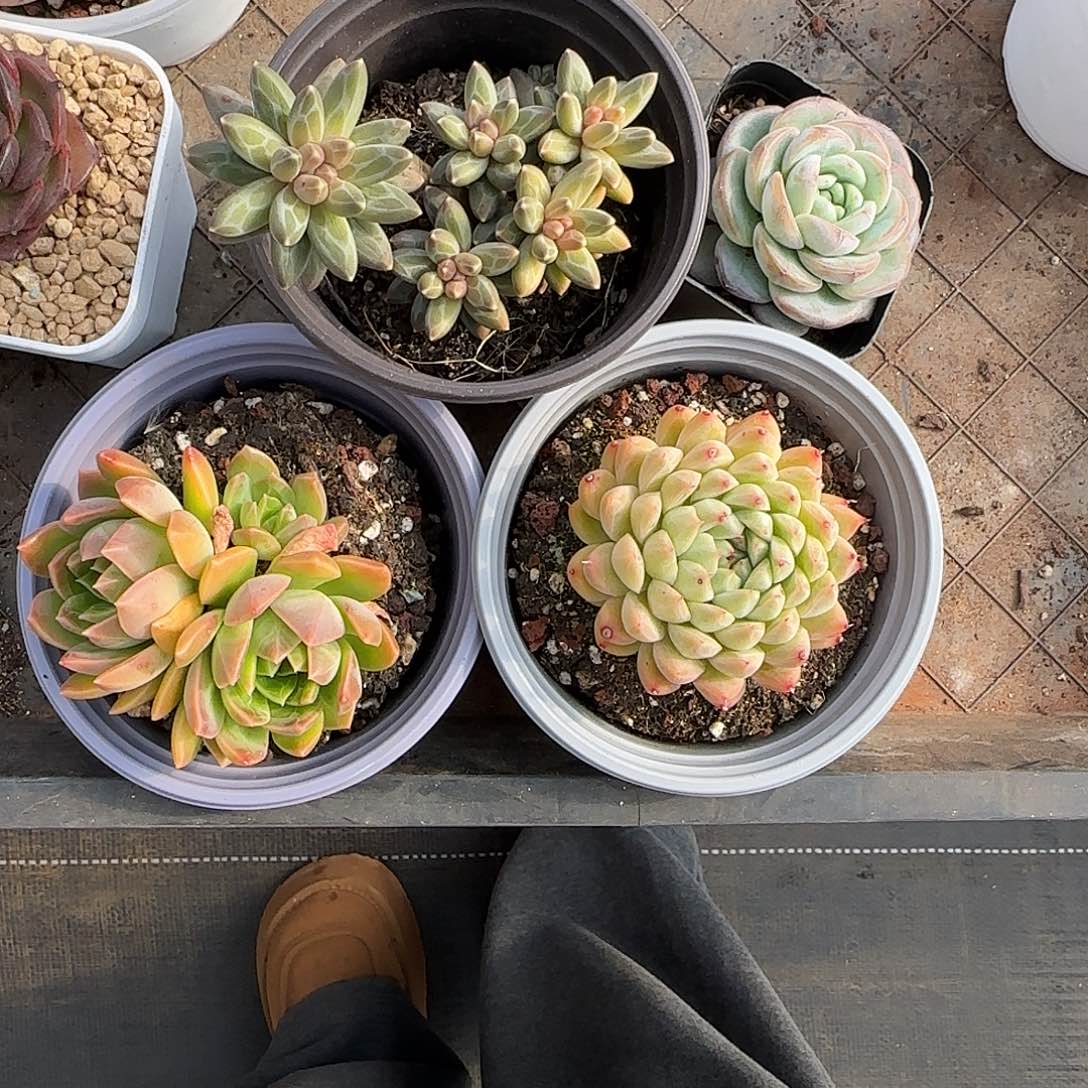 笑***小4颗寄养。          