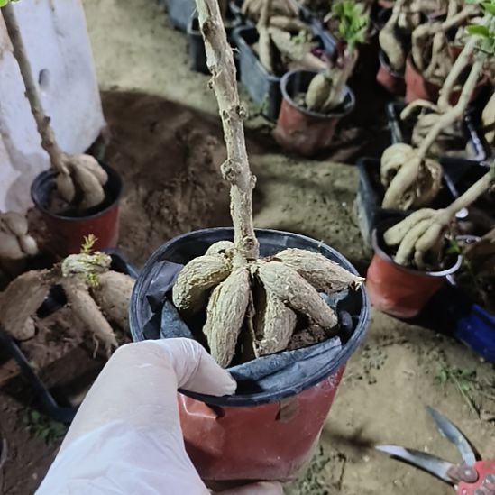 炎***月蹲根脱土发货一颗