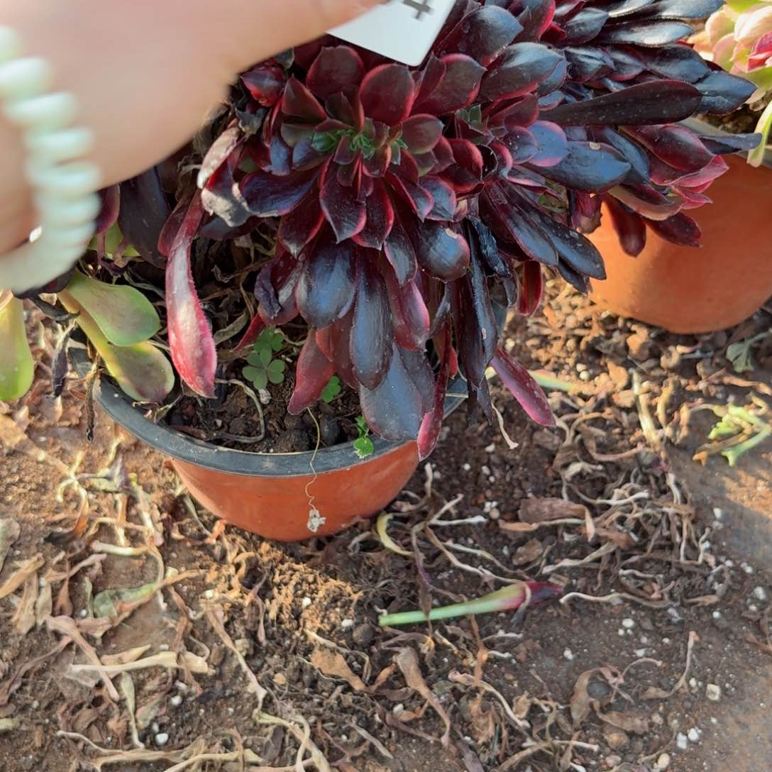 我4194 号多肉法师新年特价