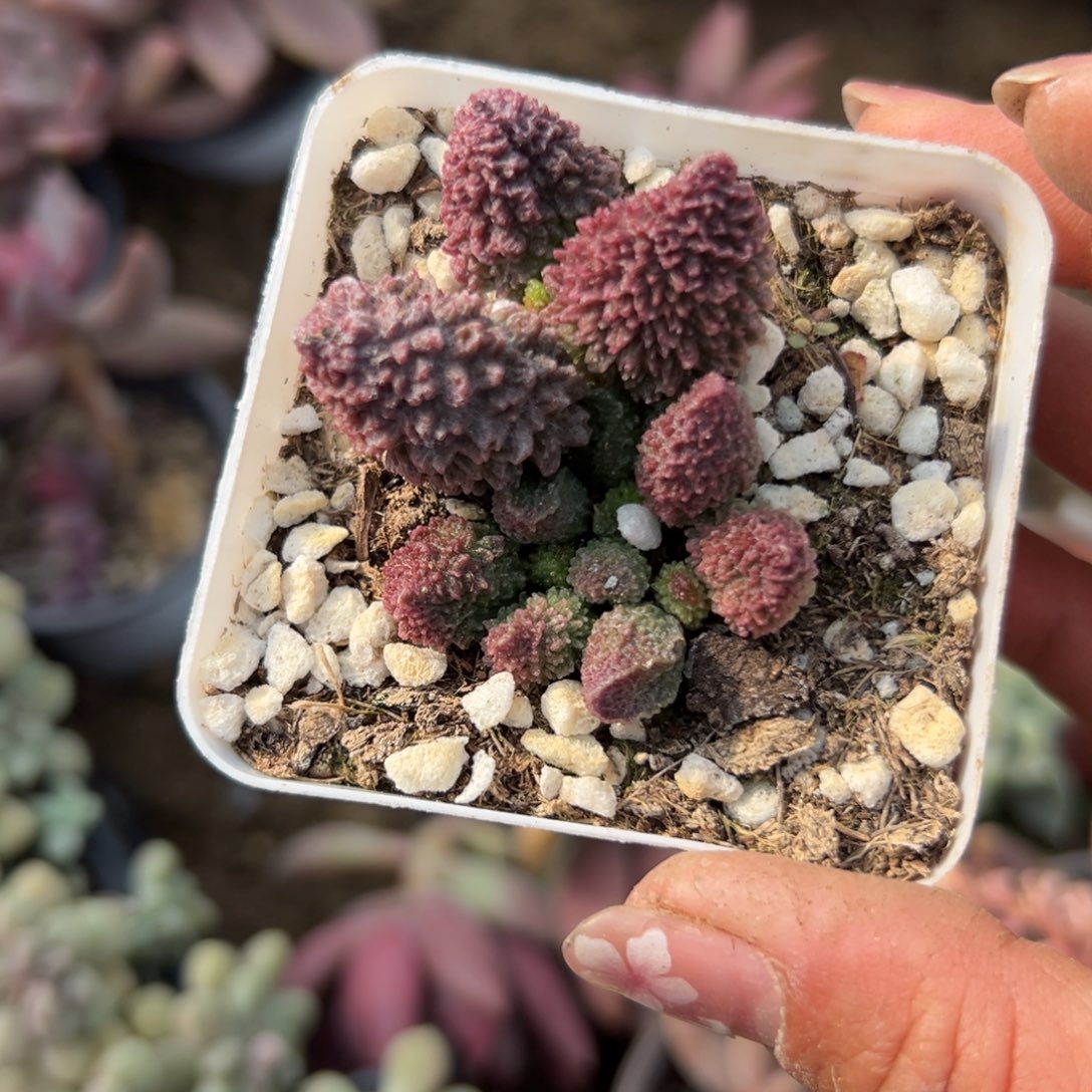 多肉植物多肉植物