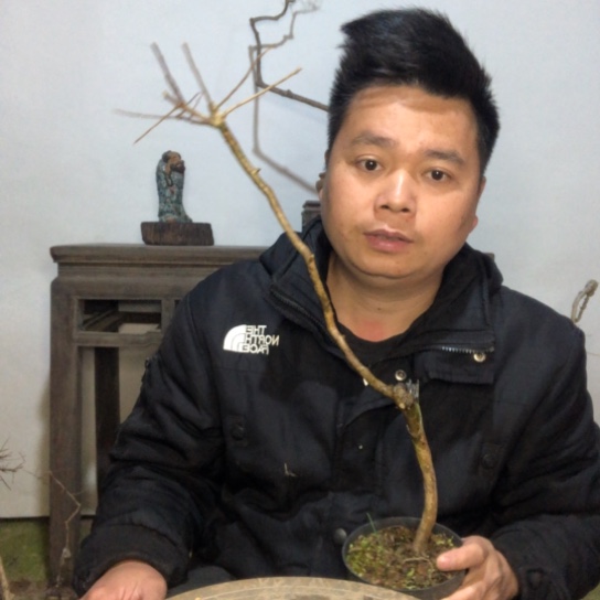 无花朵盆景盆栽（不退不换不包成活率）