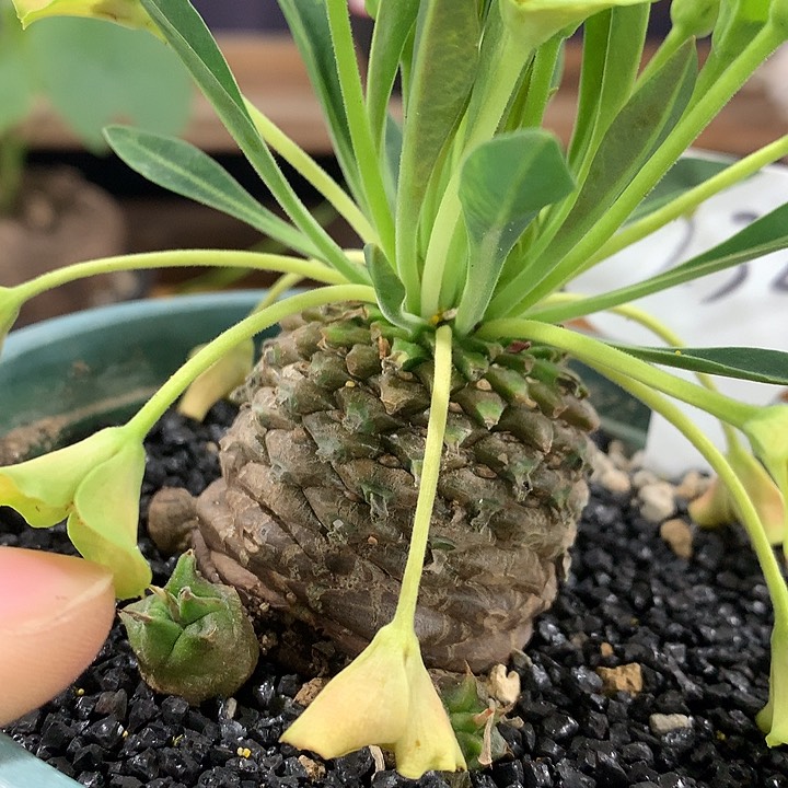 232铁甲丸6666666666666666