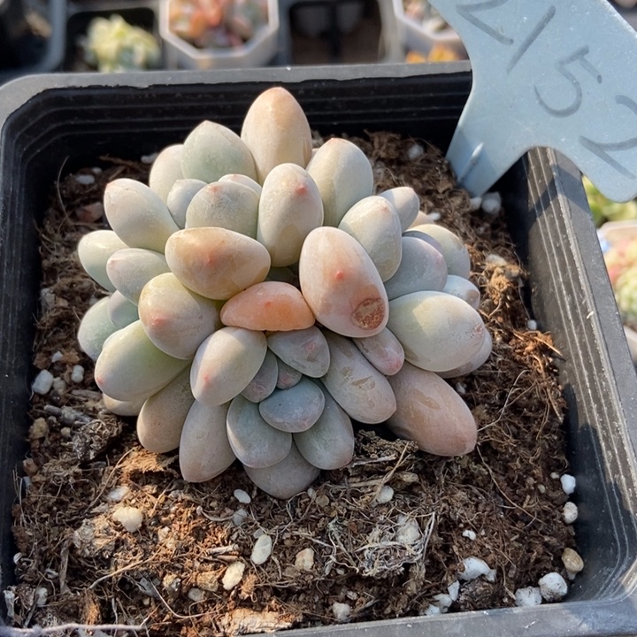 2152香水多肉植物