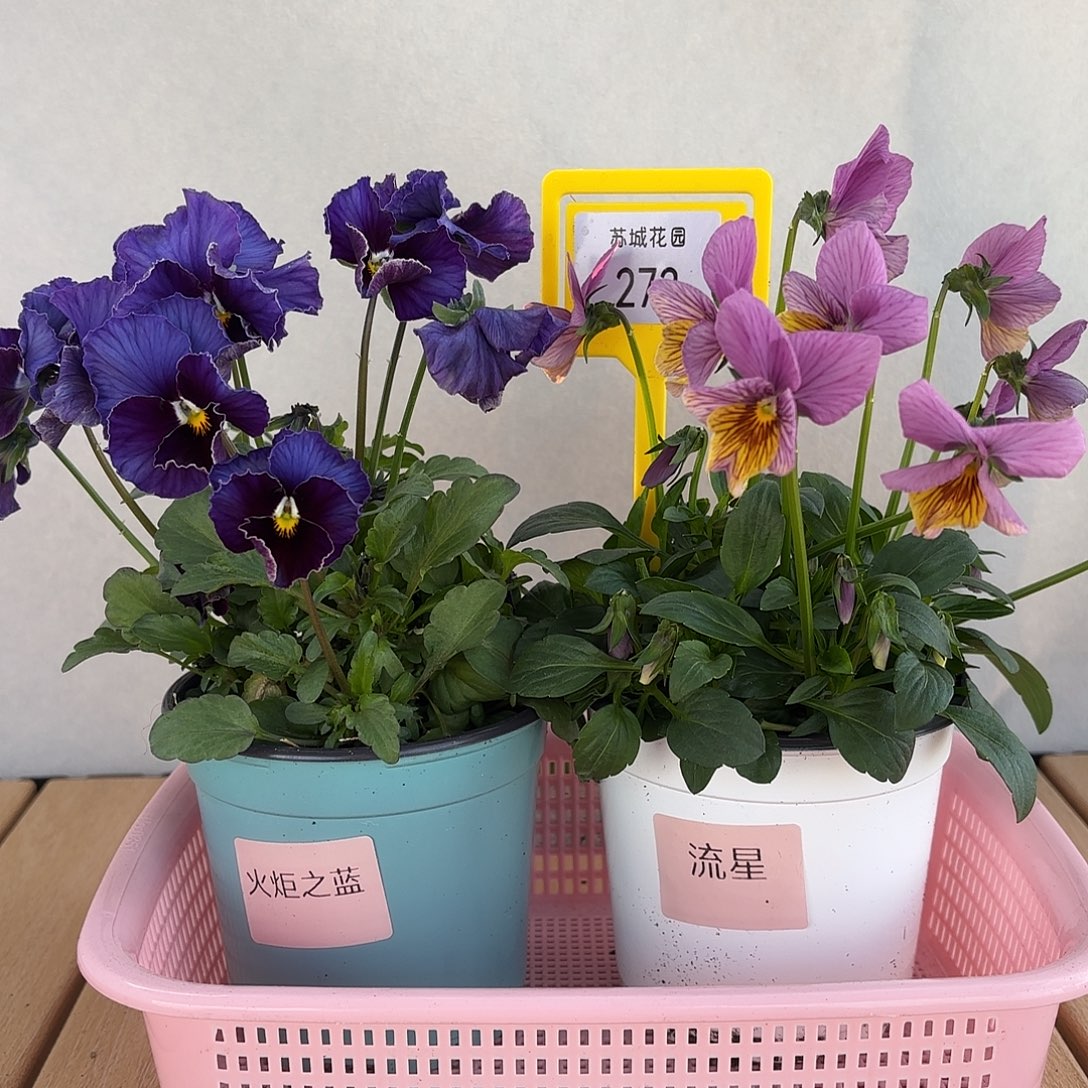 大部分开放少量花苞273