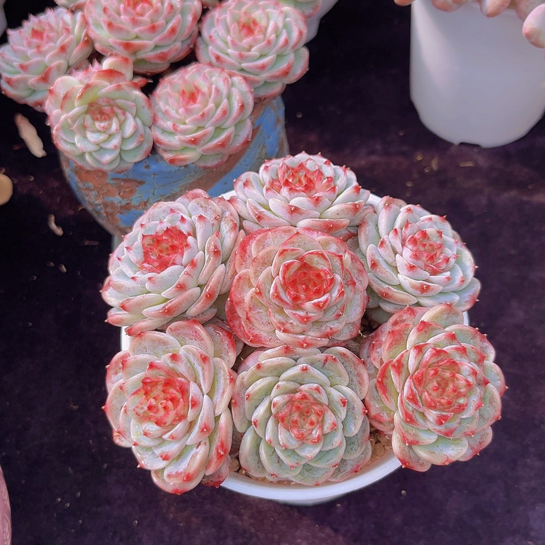 天鹅绒老桩多肉植物多肉