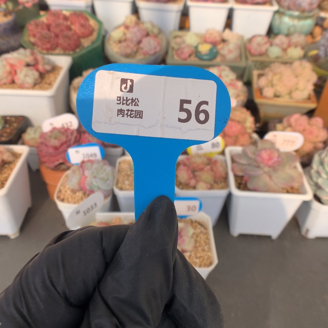 56 冰玉石化盲盒拍