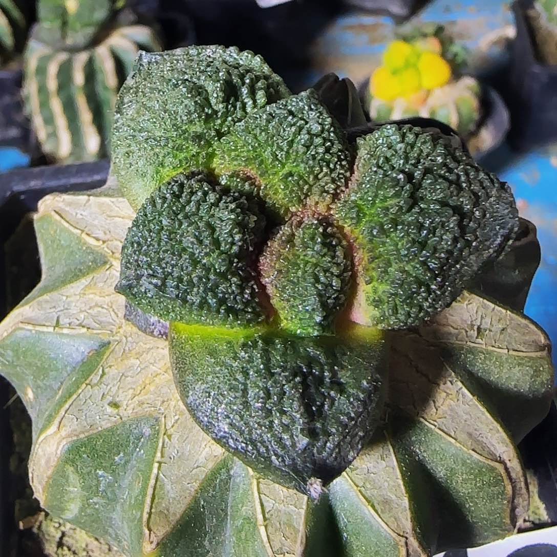 密尤哥斯拉421仙人球