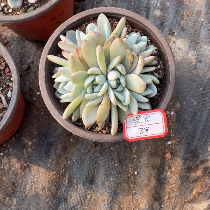 默***星影多肉朵缀，，，，，，，，，