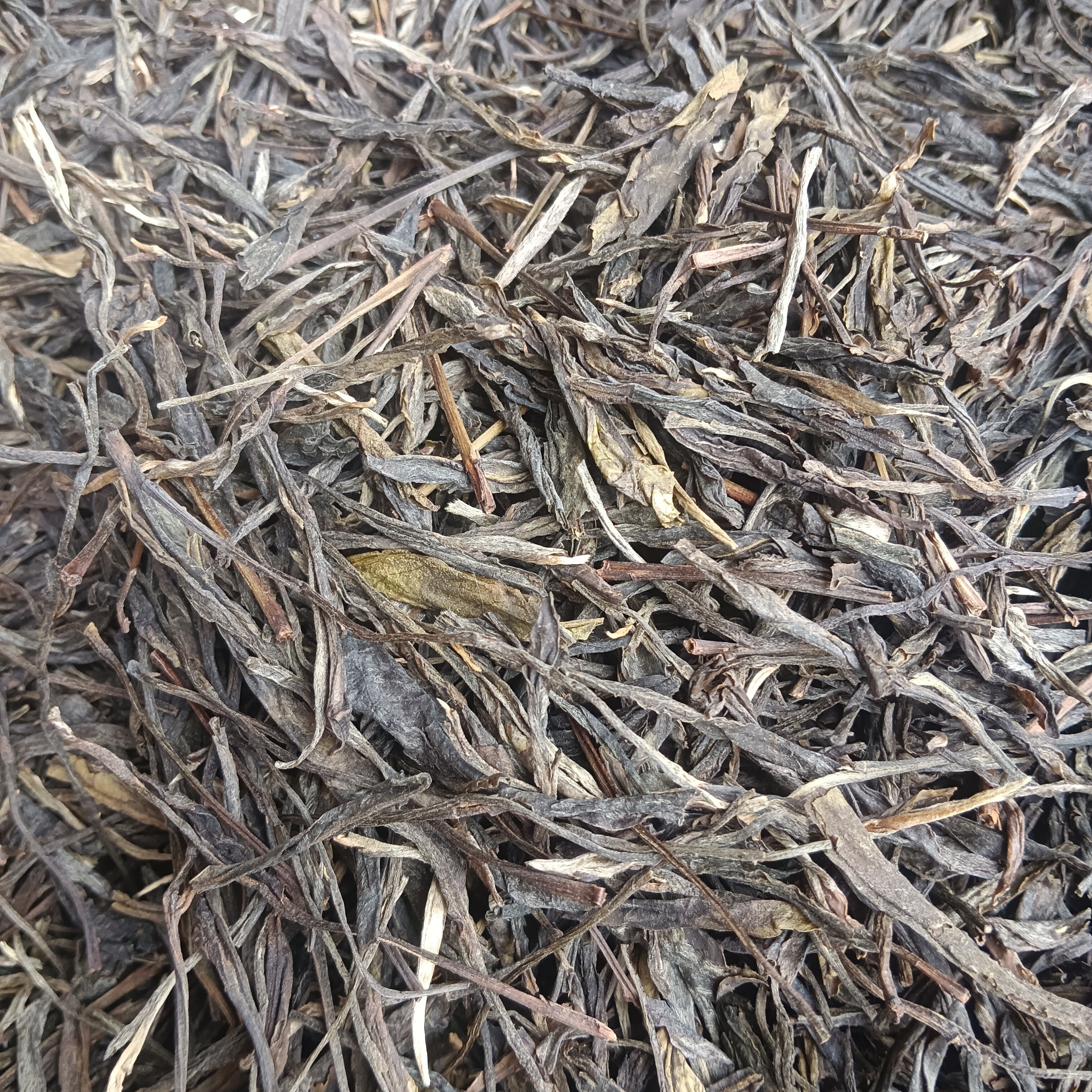 云南普洱古树大叶种高杆生普