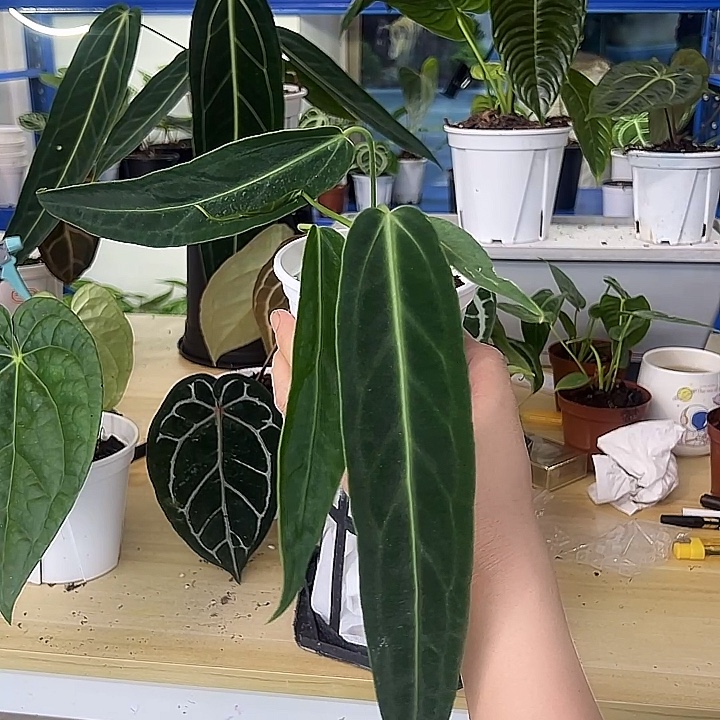 无花朵火鹤后一物一拍