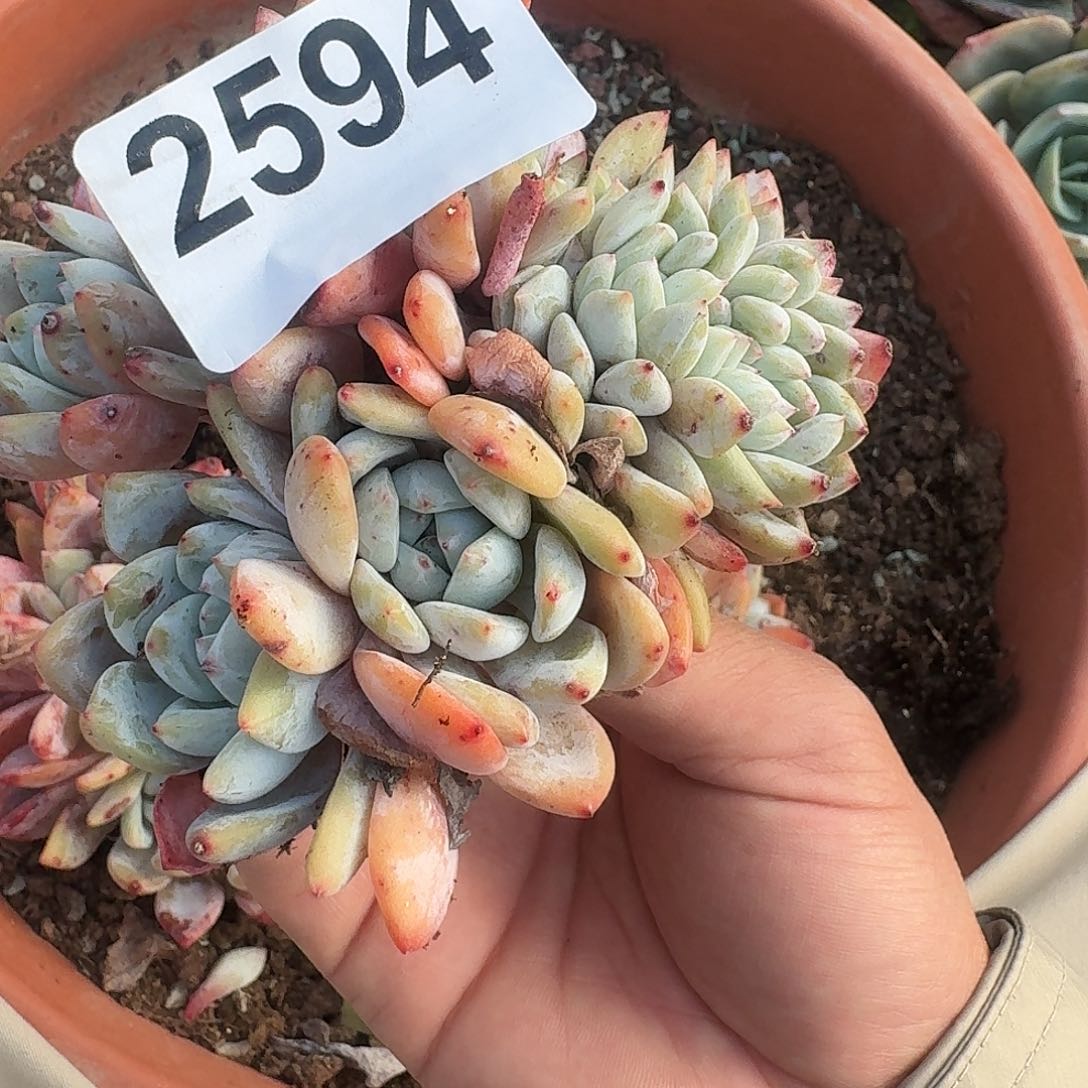 刘***肉Q284848484848949499