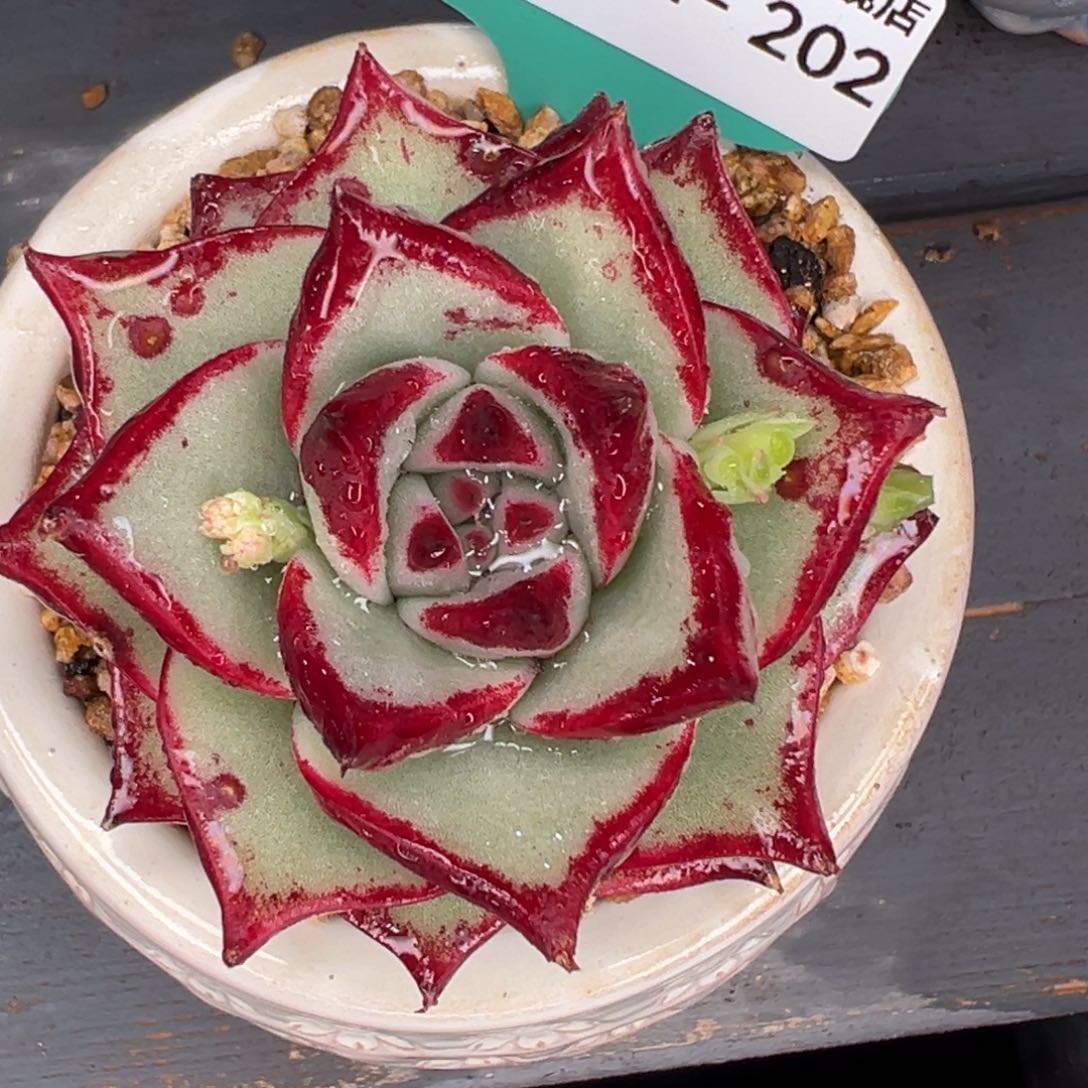 从前慢多肉精选编号0311.202