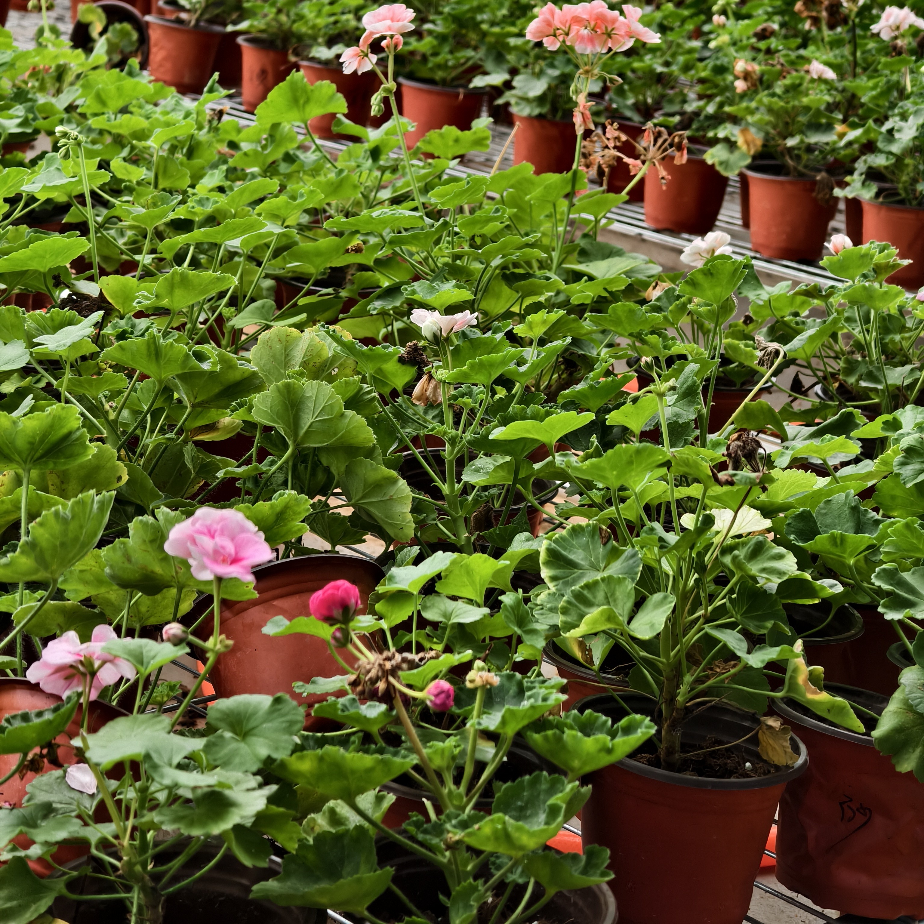 天竺葵丑苗处理，不售后，一组五个