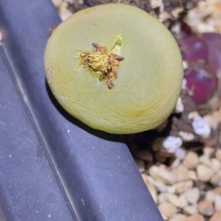 486555558688688858885