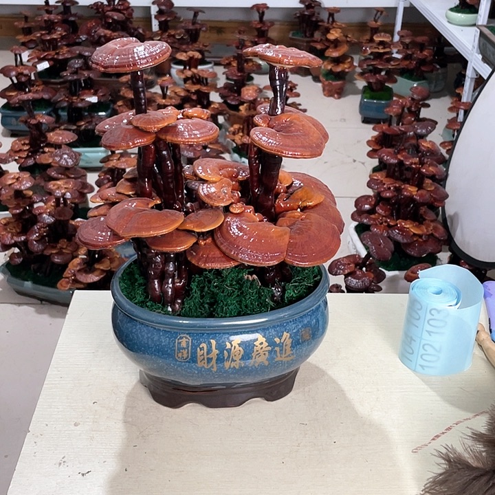 追**哥097888888888888