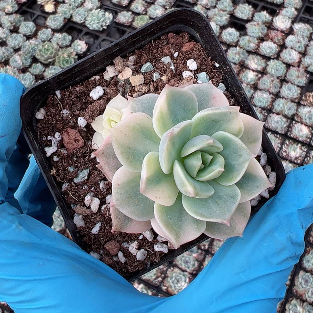 白牡丹锦，花脸锦