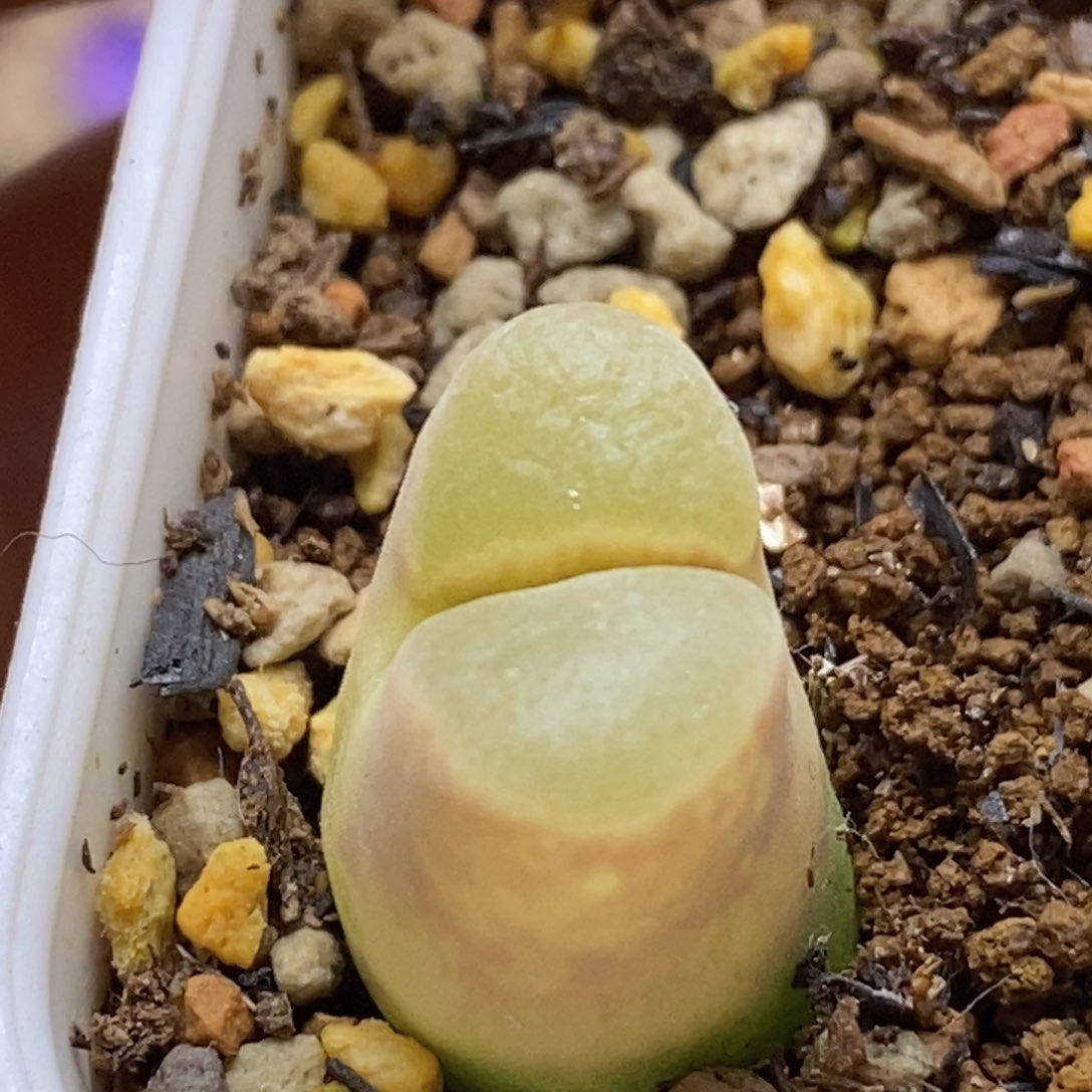 好看好看好看好看ap种缘1802.83