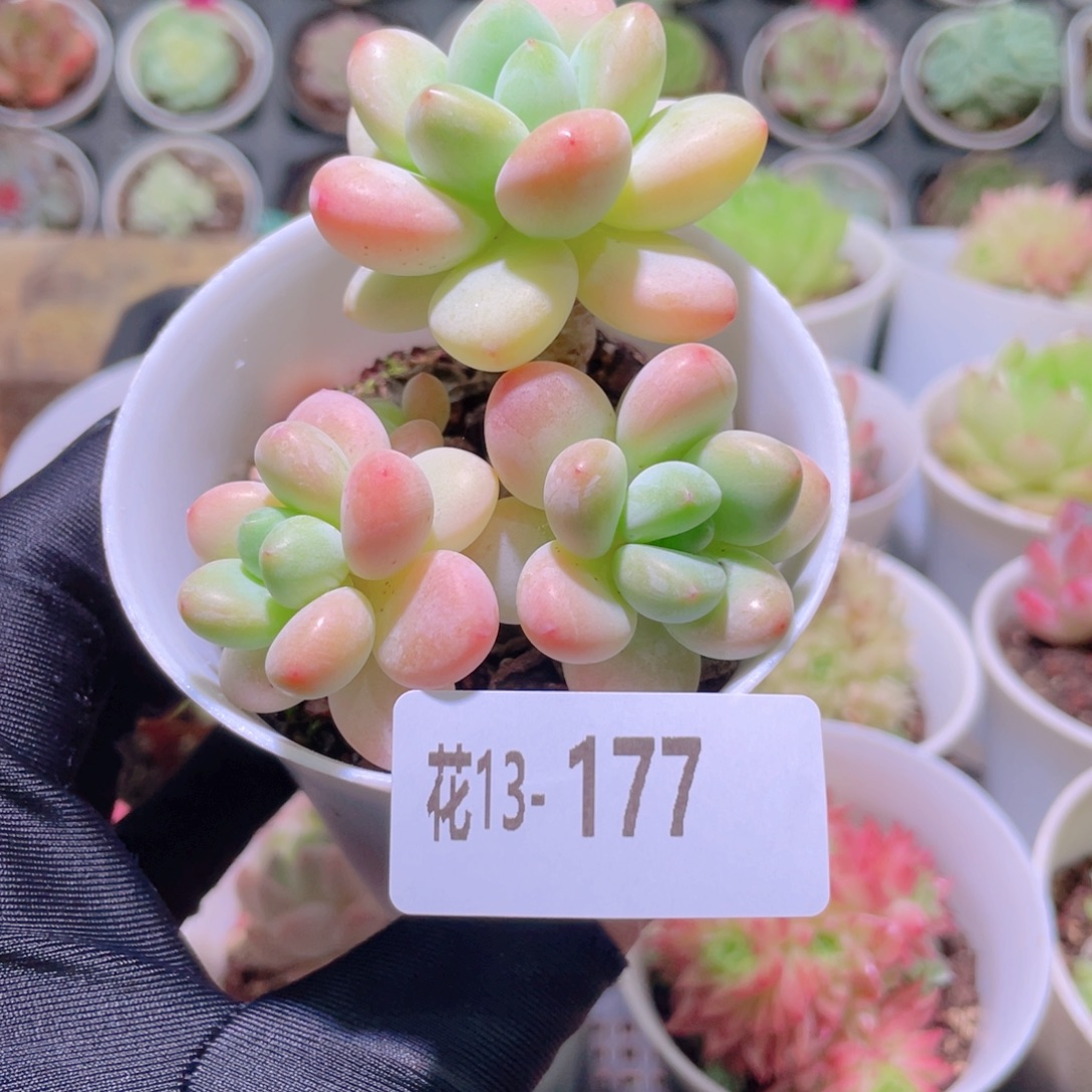 花利美13-177洛神群