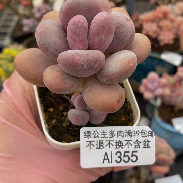 蛋黄奶5cm355多肉植物