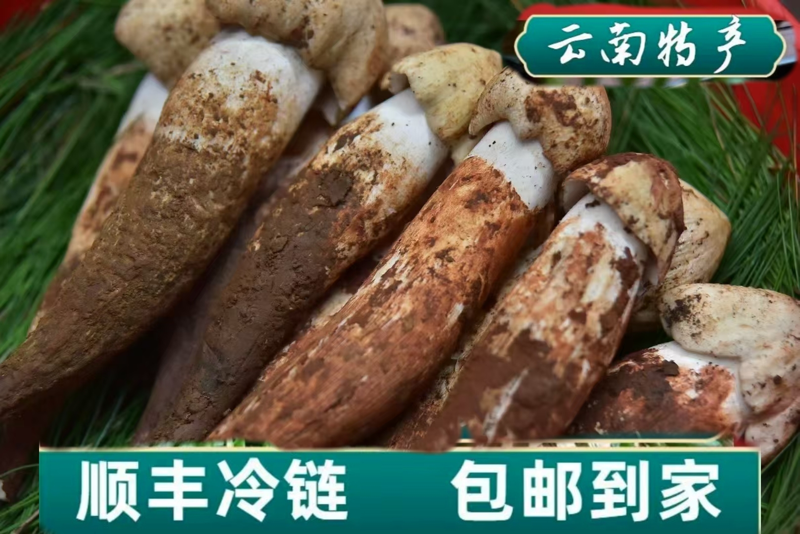 云南野生白帽鸡枞顺丰包邮