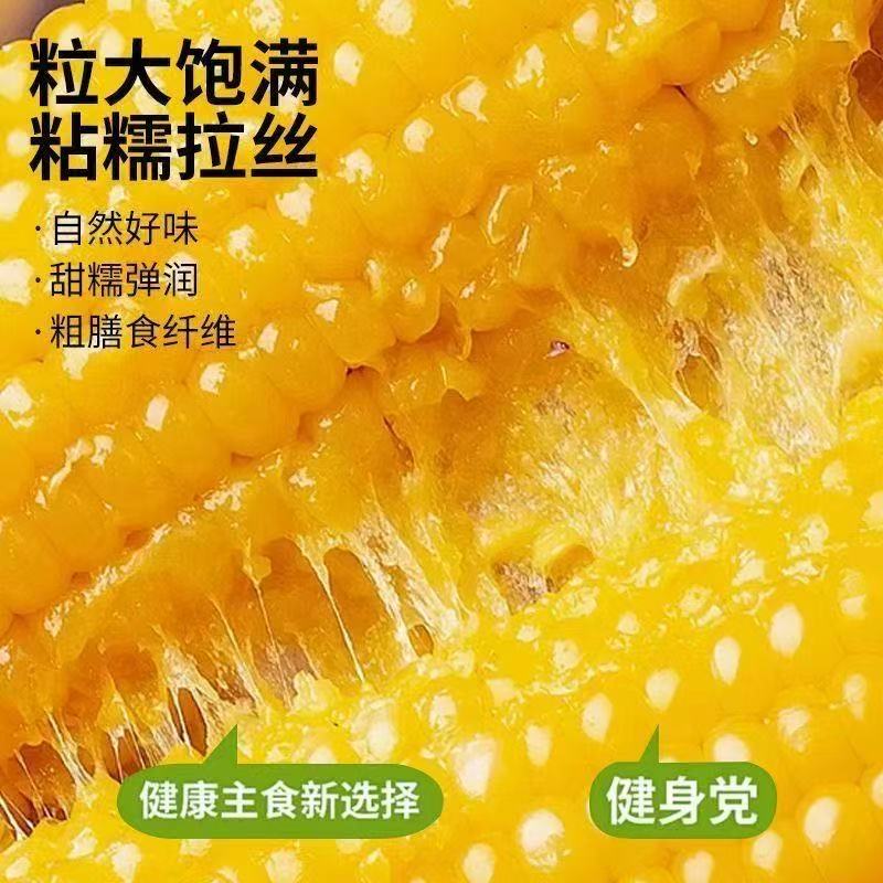 【黄糯12根特大棒8斤】精选黄糯玉米特等大棒单根300-380g试吃两根