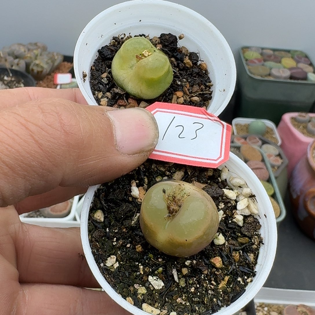 123多肉哈哈哈哈哈哈哈