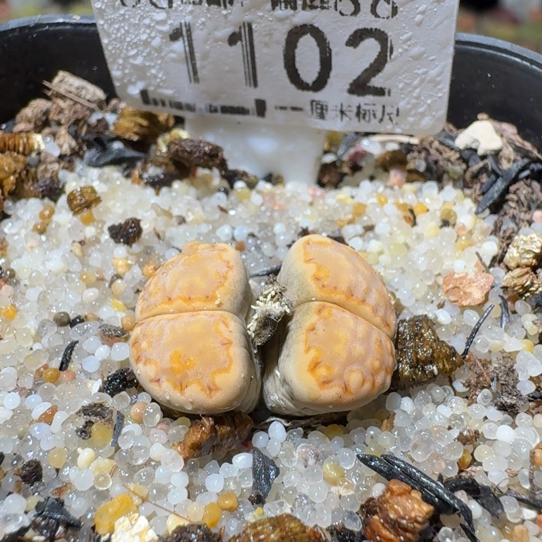 Sss清清清了便宜1102