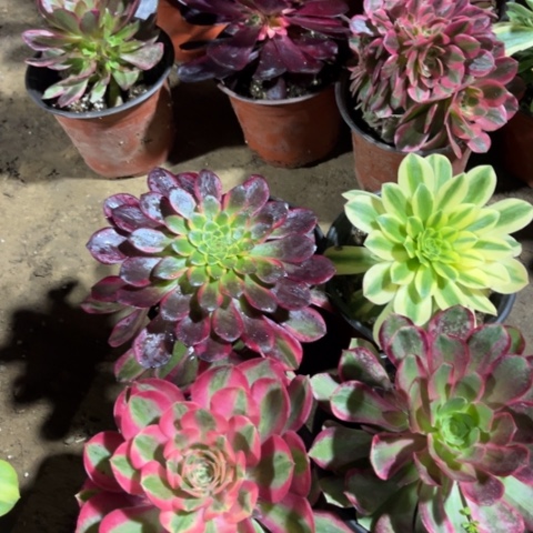 137多肉植物组合