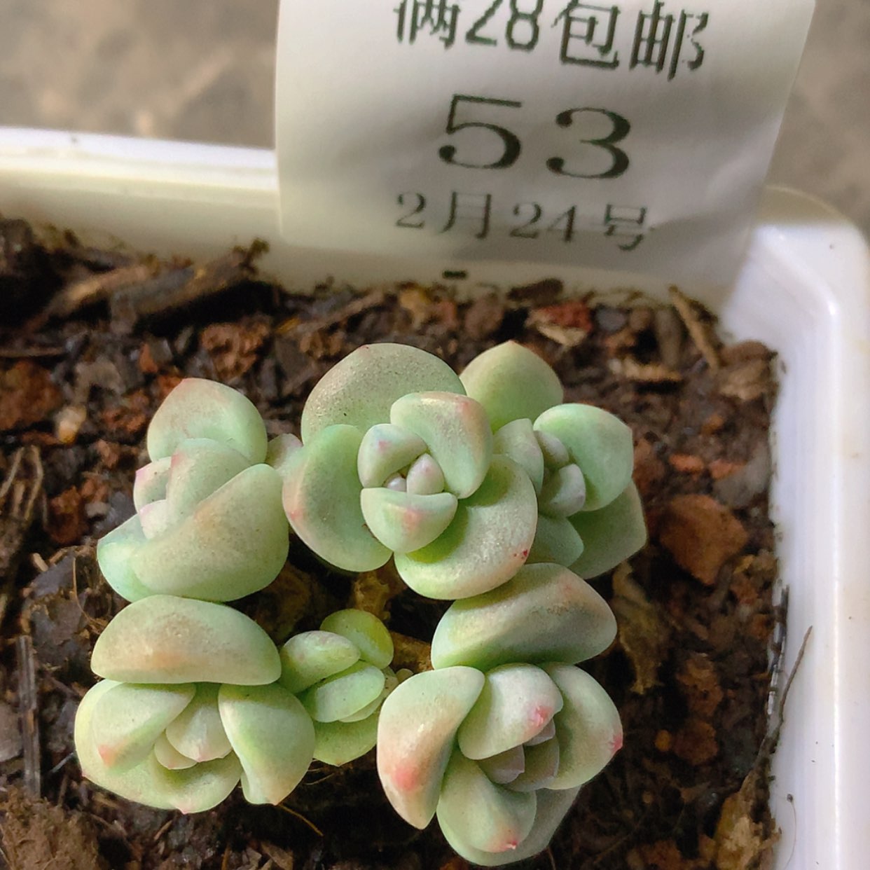 【闪购商品】云53号