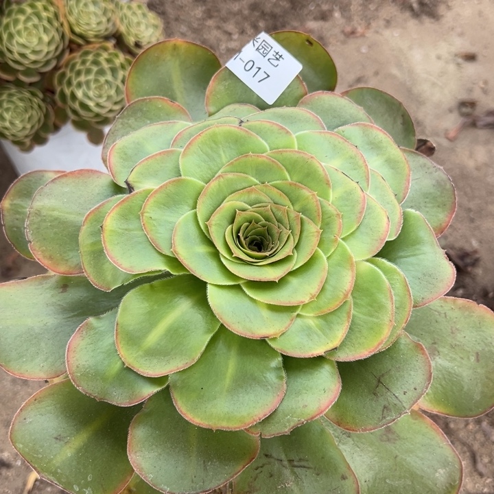 A***友君美丽多肉植物017上