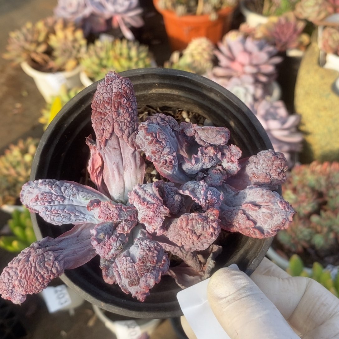 3208狂野男爵一物一拍